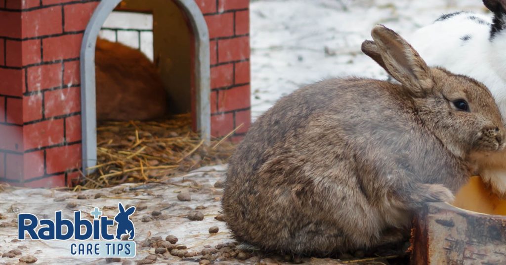 Do Rabbits Get Cold Outside? How Cold is Too Cold?