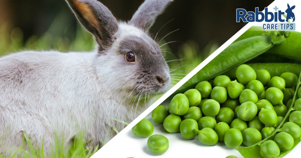 Can Rabbits Eat Peas? — Rabbit Care Tips