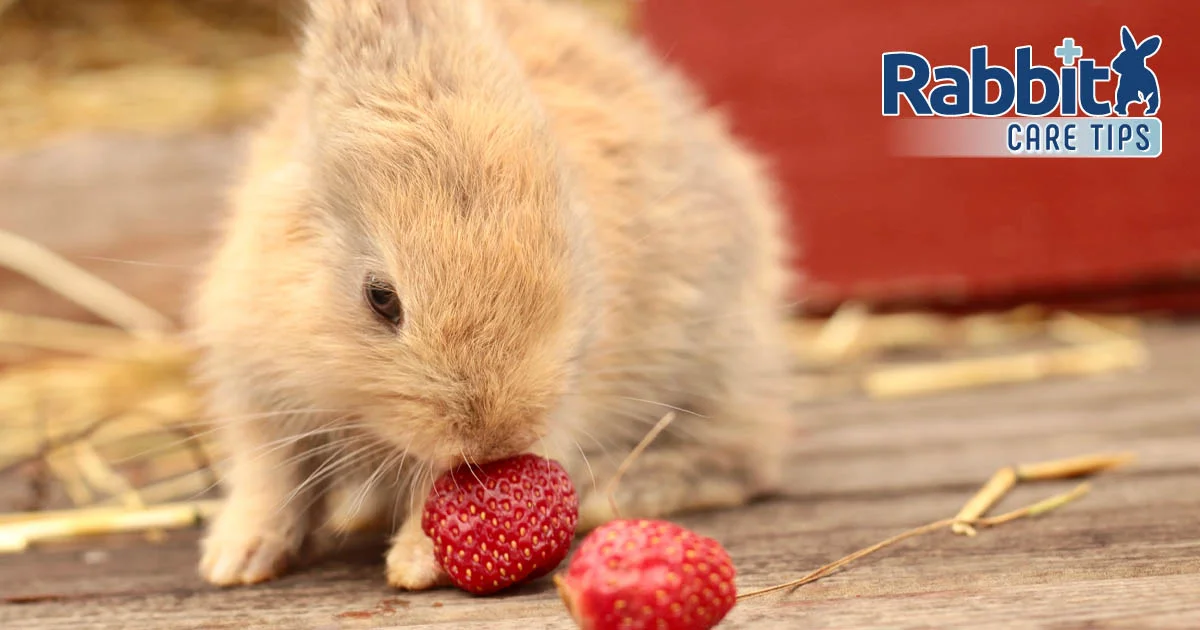 Rabbit with a treat