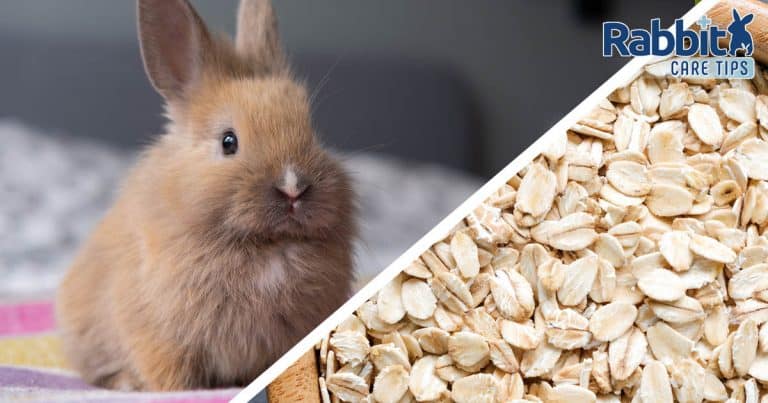 Can Rabbits Eat Oats? — Rabbit Care Tips