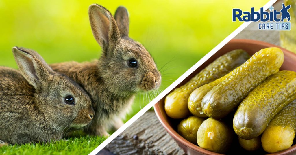 can-rabbits-eat-pickles-rabbit-care-tips